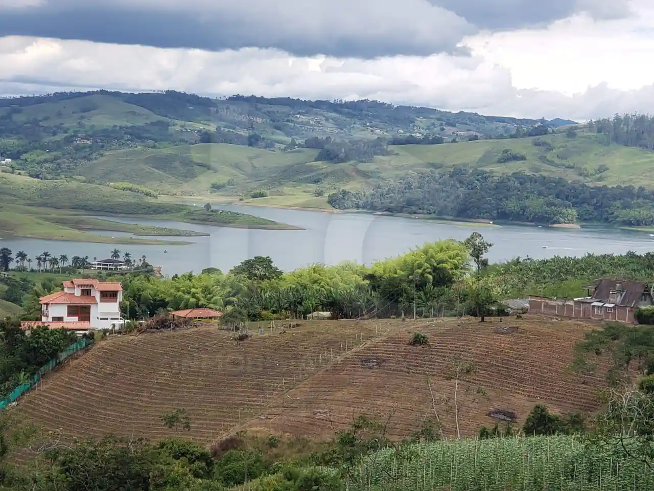 palo negro Jiguales yotoco